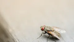 Mosca doméstica posada sobre una tabla de madera