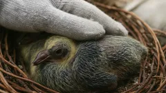 Palomas y sus pichones: el ciclo oculto que sorprenderá a todos. ¿Por qué nunca hemos visto a los pichones?