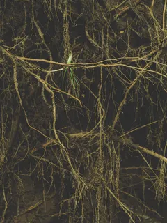 Primer plano de un árbol con textura detallada de la corteza