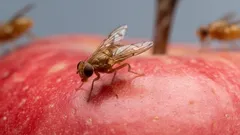 Mosca de la fruta sobre una manzana roja, primer plano, control de plagas en alimentos.