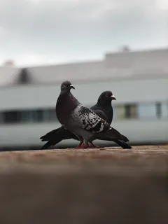 Dos palomas gris y negras durante el día