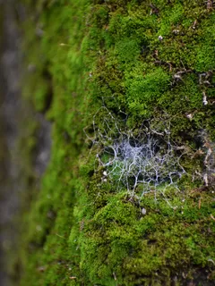 Cascada en un frondoso bosque que representa la red de la vida