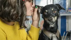 Comunicación con animales: ¿qué significa interactuar frecuentemente con tu mascota? Respuestas de expertos psicólogos