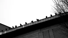 Palomas posadas en el techo en Teherán, Irán