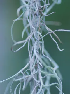 Raíces de planta visibles en detalle, enfoque cercano