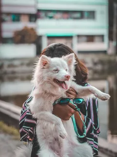 Perro pequeño de pelo largo blanco con correa azul
