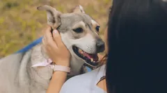 Mujer sostiene perro gris y blanco al aire libre durante el día