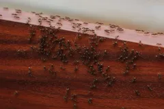 Hormigas caminando sobre superficie de madera. Plaga de hormigas en interior de casa.